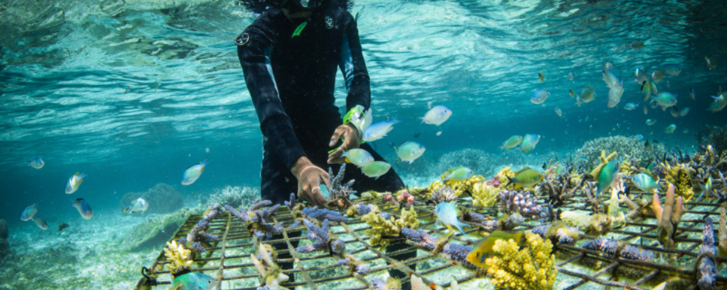 Pour Noël, offrez l’adoption d’un corail-0
